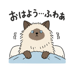 うちのラグドールはされるがまま