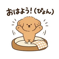 もこもこトイプードル日記