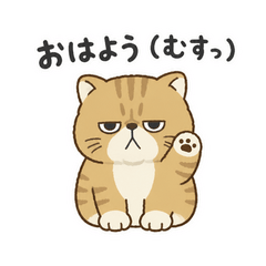 うちのエキゾチックはむすっと顔