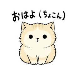 うちのミヌエットはぬいぐるみ顔