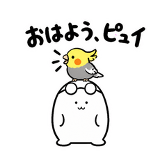 ぬしとオカメインコのかまって