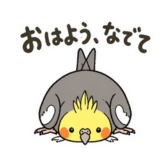うちのオカメインコは甘えんぼ