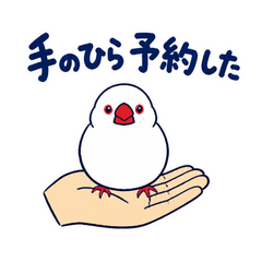 うちの白文鳥は手のり派